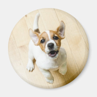 Jack Russel Terrier Kühlschrankmagnet