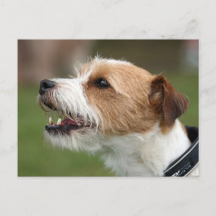 Jack Russel Terrier Postkarte