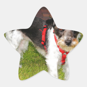 Jack Russel Terrier Stern-Aufkleber