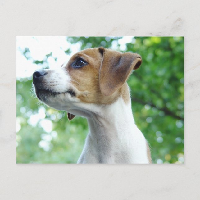 Jack Russell Dog Postcard Postkarte (Vorderseite)