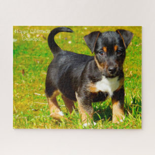 Jack Russell Hund.