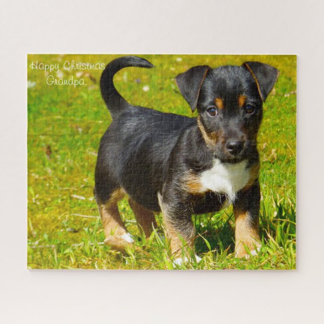 Jack Russell Hund. (Horizontal)