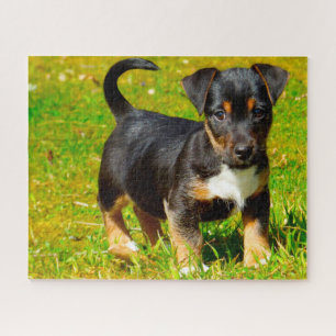 Jack Russell Hund.