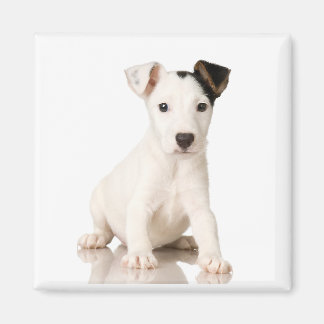 Jack Russell Magnet Terrier