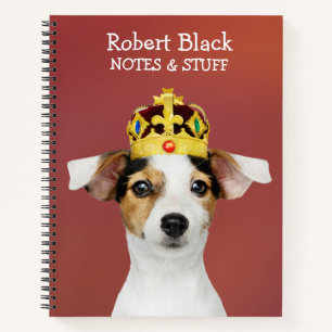 Jack Russell portant un Carnet de couronne