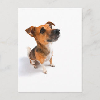 Jack Russell Postkarte