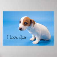Jack Russell Puppy