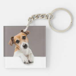Jack Russell Puppy Sweet Adorable Baby Jack
