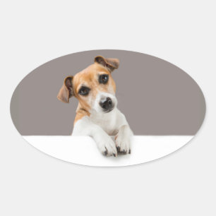 Jack Russell Puppy Sweet Adorable Baby Jack Ovaler Aufkleber