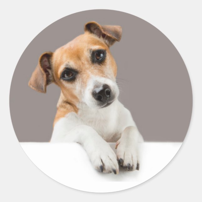 Jack Russell Puppy Sweet Adorable Baby Jack Runder Aufkleber (Vorderseite)