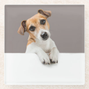 Jack Russell Puppy Sweet Adorable Baby Puppy Glasuntersetzer