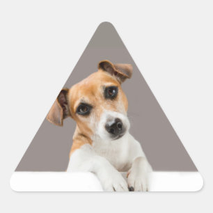 Jack Russell Puppy Sweet Niedlich Baby Puppy Dreieckiger Aufkleber