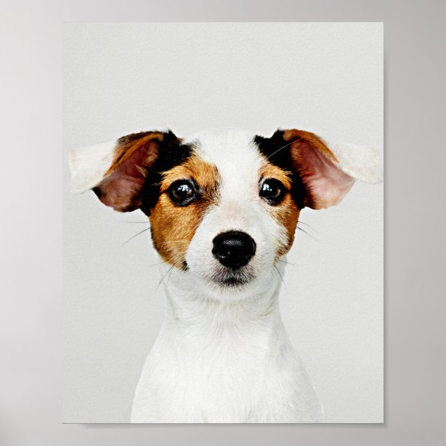 Jack Russell Retriever Puppy Poster (Vorne)