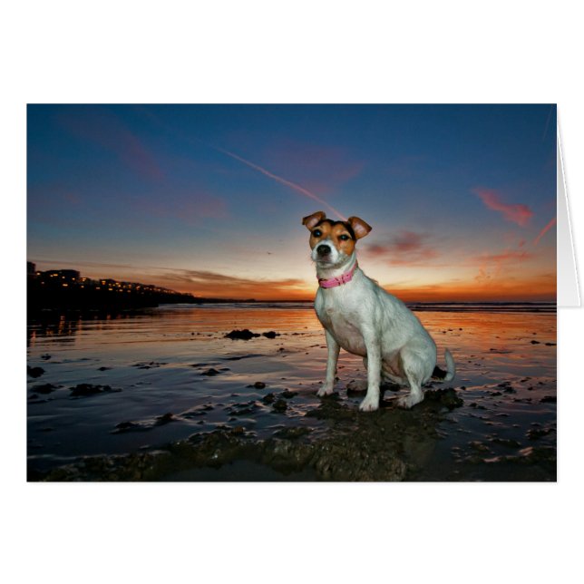 Jack Russell Sitting Beach | Brighton Beach (Devant horizontal)