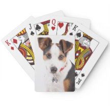 Jack Russell
