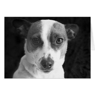 Jack Russell Stare