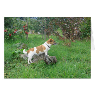 Jack Russell Terrier auf Rock