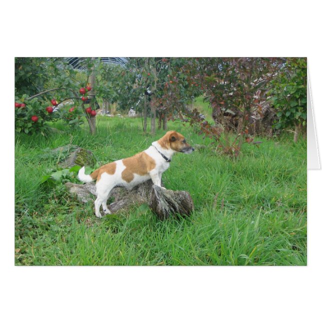Jack Russell Terrier auf Rock (Vorderseite (Horizontal))