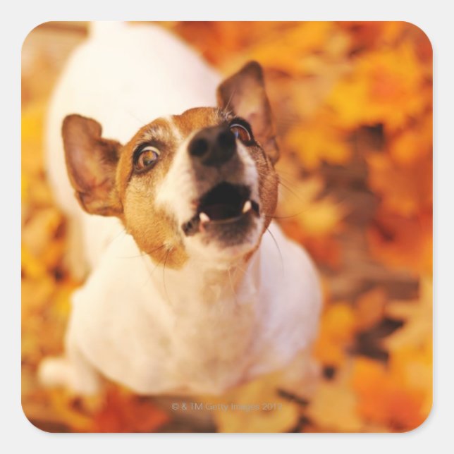 Jack Russell Terrier bellen und springen, Herbst Quadratischer Aufkleber (Vorderseite)