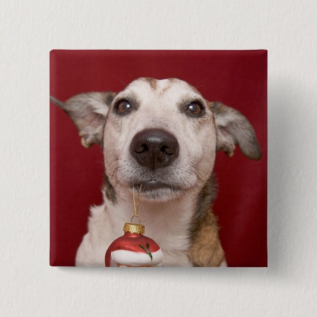 Jack-Russell-Terrier, der Weihnachtsverzierung Button (Vorderseite)