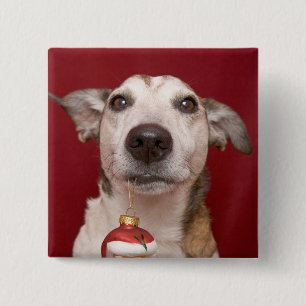 Jack-Russell-Terrier, der Weihnachtsverzierung Button