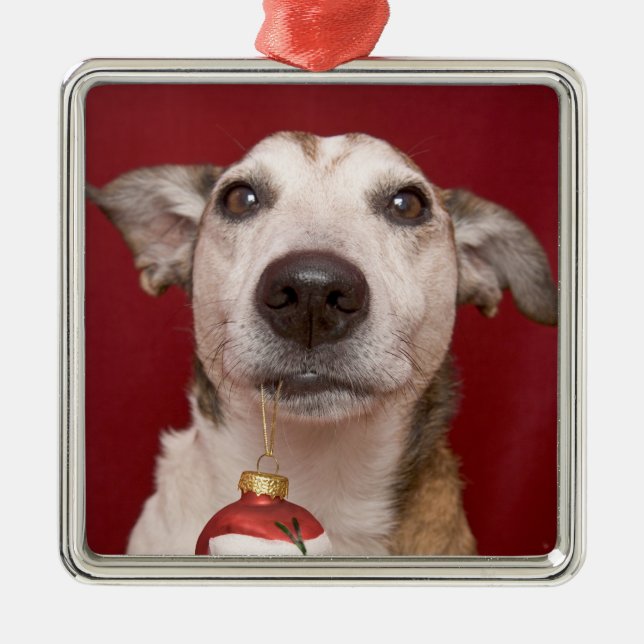 Jack-Russell-Terrier, der Weihnachtsverzierung Ornament Aus Metall (Vorne)