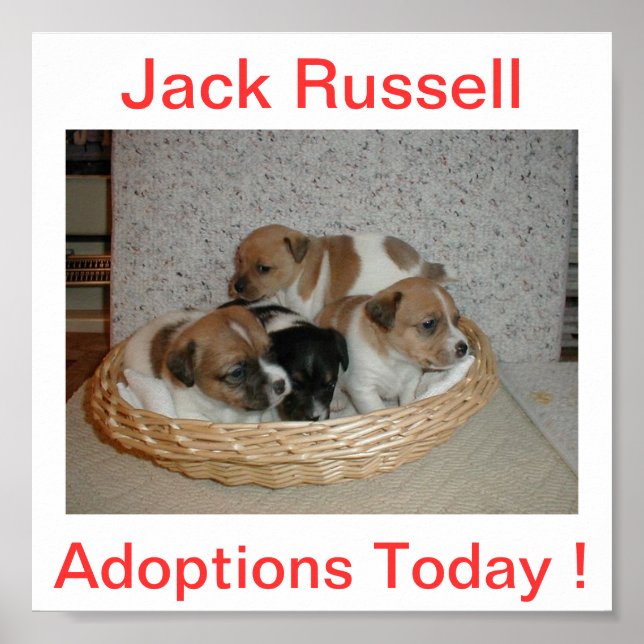 Jack Russell Terrier Dog Adoptionen Heute unterzei Poster (Vorne)