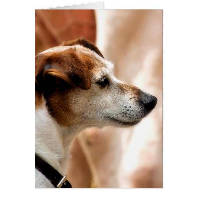JACK RUSSELL TERRIER DOG CARD (Vorne)