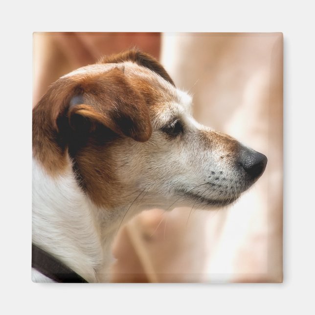 JACK RUSSELL TERRIER DOG MAGNET (Vorne)