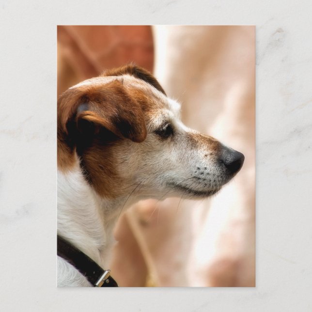 JACK RUSSELL TERRIER DOG POSTKARTE (Vorderseite)