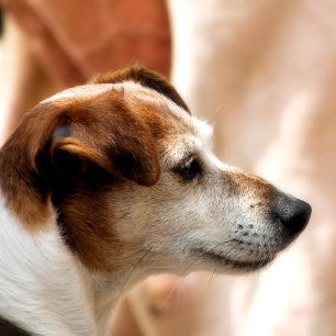 JACK RUSSELL TERRIER DOG RUNDER AUFKLEBER