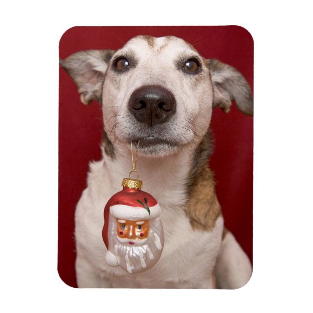 Jack Russell Terrier Holding Weihnachtsschmuck Magnet (Vertikal)