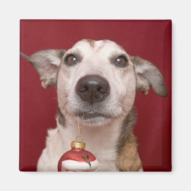 Jack Russell Terrier Holding Weihnachtsschmuck Magnet (Vorne)