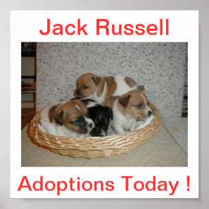Jack-Russell-Terrier-HundeAdoptionen unterzeichnen Poster