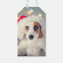 Jack Russell Terrier in einer Weihnachtsmannmütze 