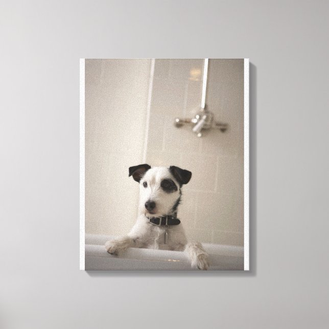 Jack russell Terrier. Leinwanddruck (Vorderseite)