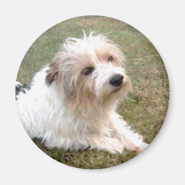 Jack Russell Terrier Magnet (Vorne)