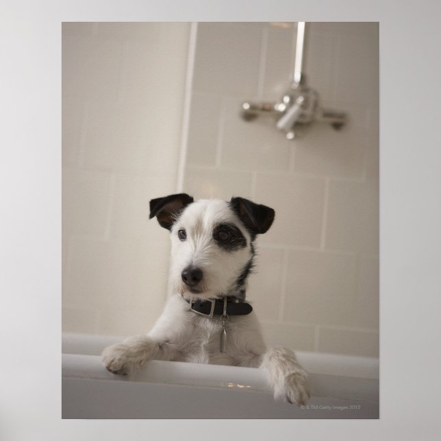 Jack russell Terrier. Poster (Vorne)