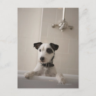 Jack russell Terrier. Postkarte