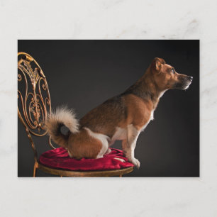 Jack Russell Terrier Postkarte