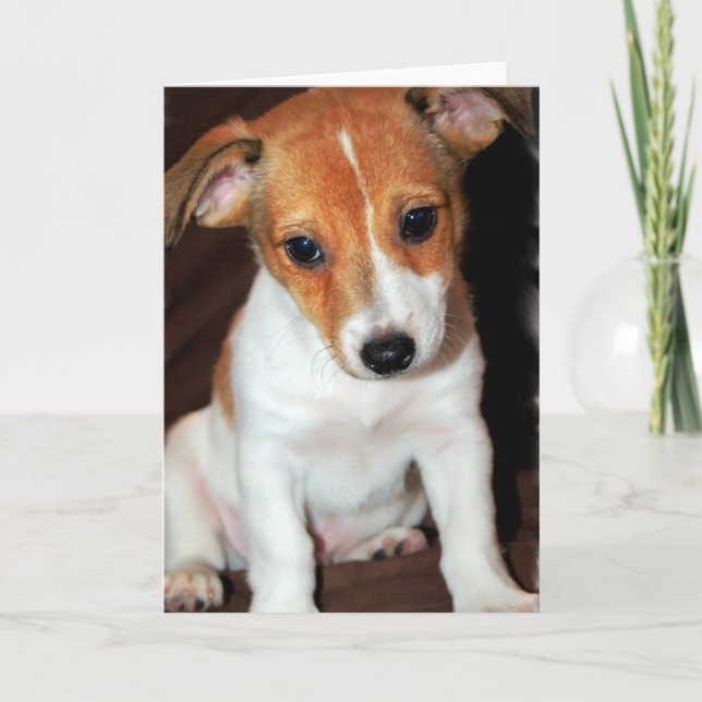 Jack Russell Terrier Puppy Dog Grußkarte Karte (Vorderseite)