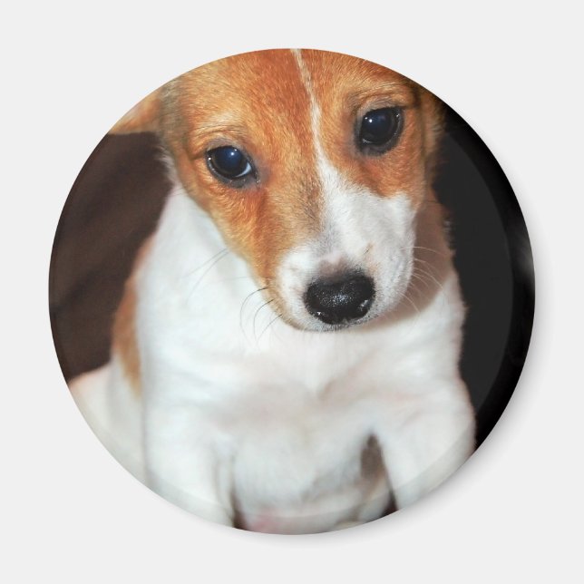Jack Russell Terrier Puppy Dog Magnet (Vorne)