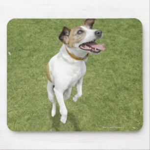 Jack Russell Terrier Springen, erhöhte Sicht Mousepad