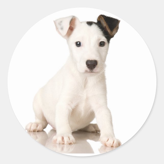Jack Russell Terrier Stickers (Vorderseite)