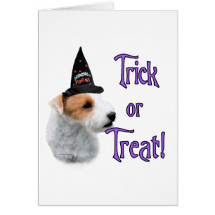 Jack Russell Terrier Trick