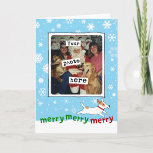 Jack Russell Terrier   Weihnachten für Hunde   Ihr