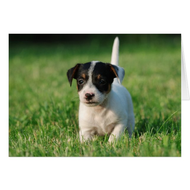 Jack Russell Terrier Welpe (Vorderseite (Horizontal))