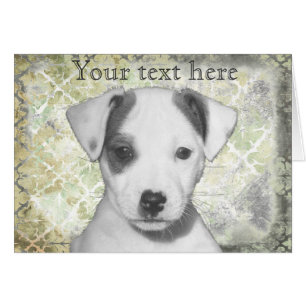 Jack-Russell-Terrier-Welpe