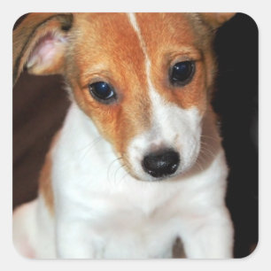 Jack-Russell-Terrier-Welpen-Hundeaufkleber Quadratischer Aufkleber