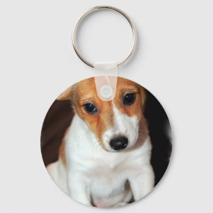 Jack-Russell-Terrier-Welpen-HundeSchlüsselanhäng Schlüsselanhänger